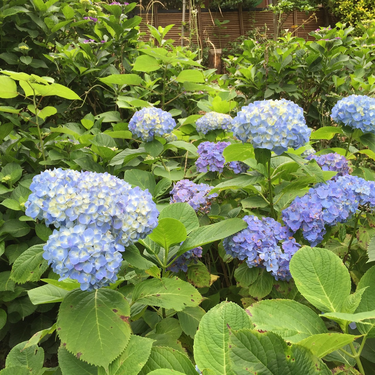 鎌倉日和のブログ 【公園の草刈り】