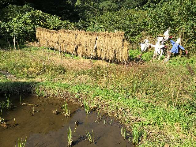 鎌倉日和のブログ 【谷戸の秋】