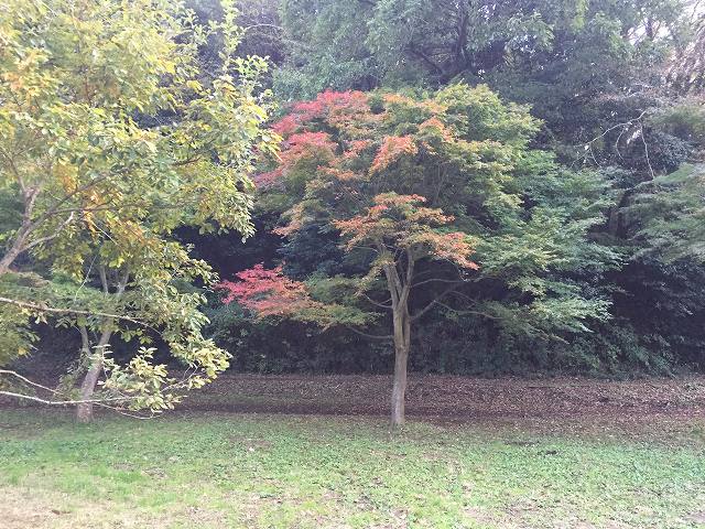 鎌倉日和のブログ 【秋の公園】