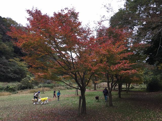 鎌倉日和のブログ 【ペットと公園】