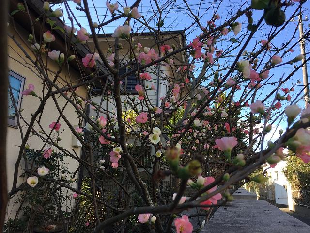 鎌倉日和のブログ 【木瓜(ボケ)】