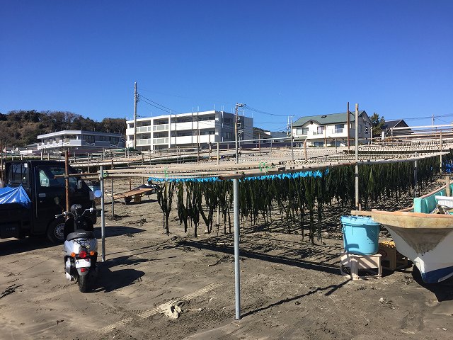 鎌倉日和のブログ【わかめ漁】