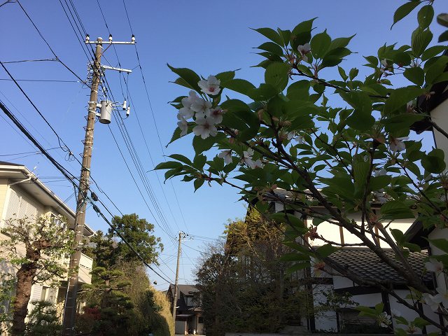 鎌倉日和【庭の桜】