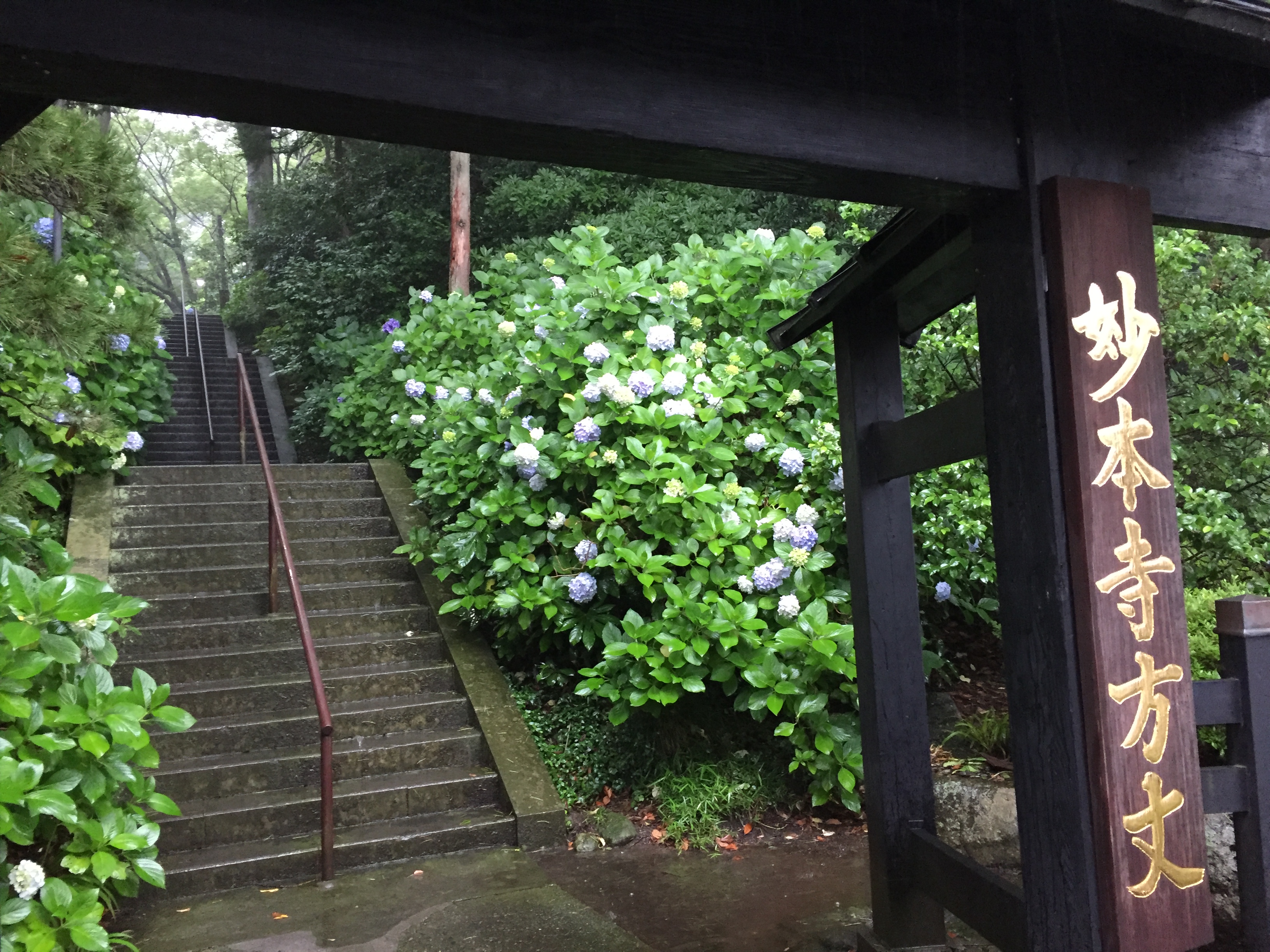 鎌倉日和【雨の妙本寺】