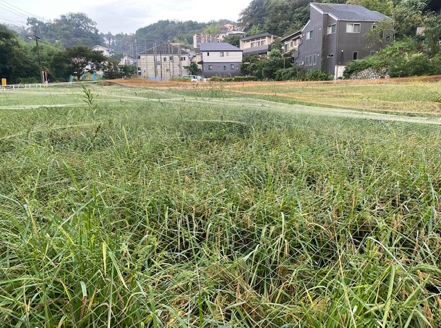 鎌倉日和【北鎌倉の田んぼ】