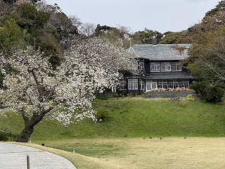 鎌倉日和【桜 古我邸】