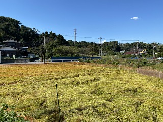 鎌倉日和【鎌倉市笛田の田んぼ】