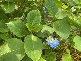 鎌倉日和【あじさい】