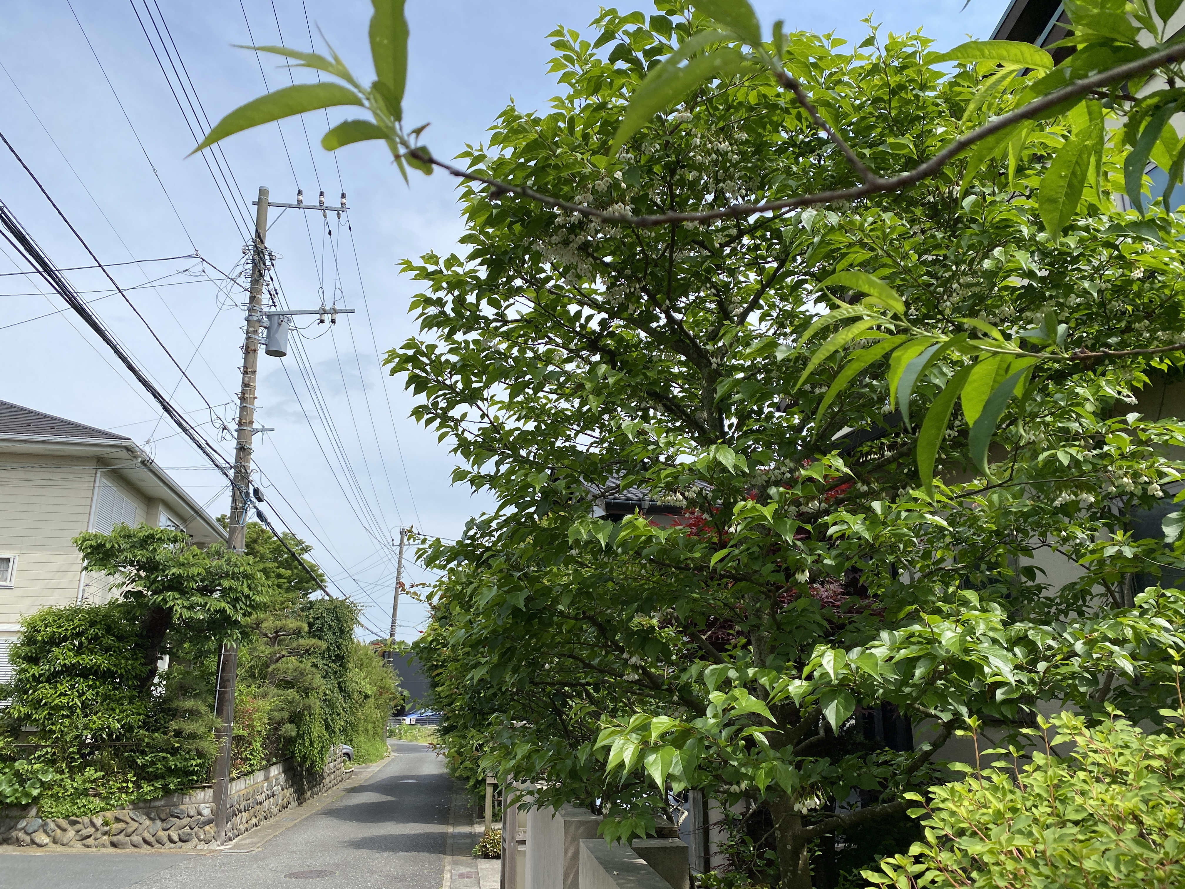 鎌倉日和【エゴノキ】