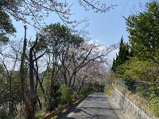 鎌倉日和【桜 梶原緑地】