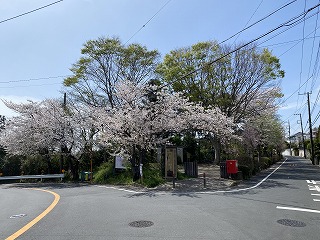 鎌倉日和【桜 梶原】