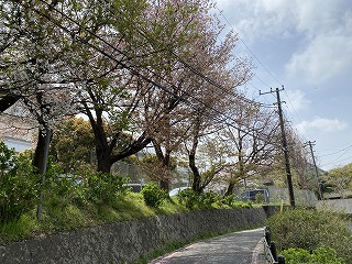 鎌倉日和【桜　北鎌倉女学園】