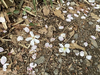 鎌倉日和【桜の花びら】