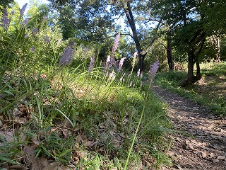 鎌倉日和【鎌倉 涼しい山道】