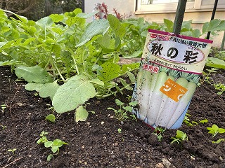 鎌倉日和のブログ 【家庭菜園ｰ１０１】