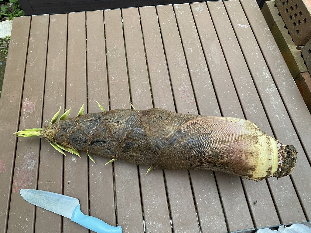 鎌倉日和【たけのこ】