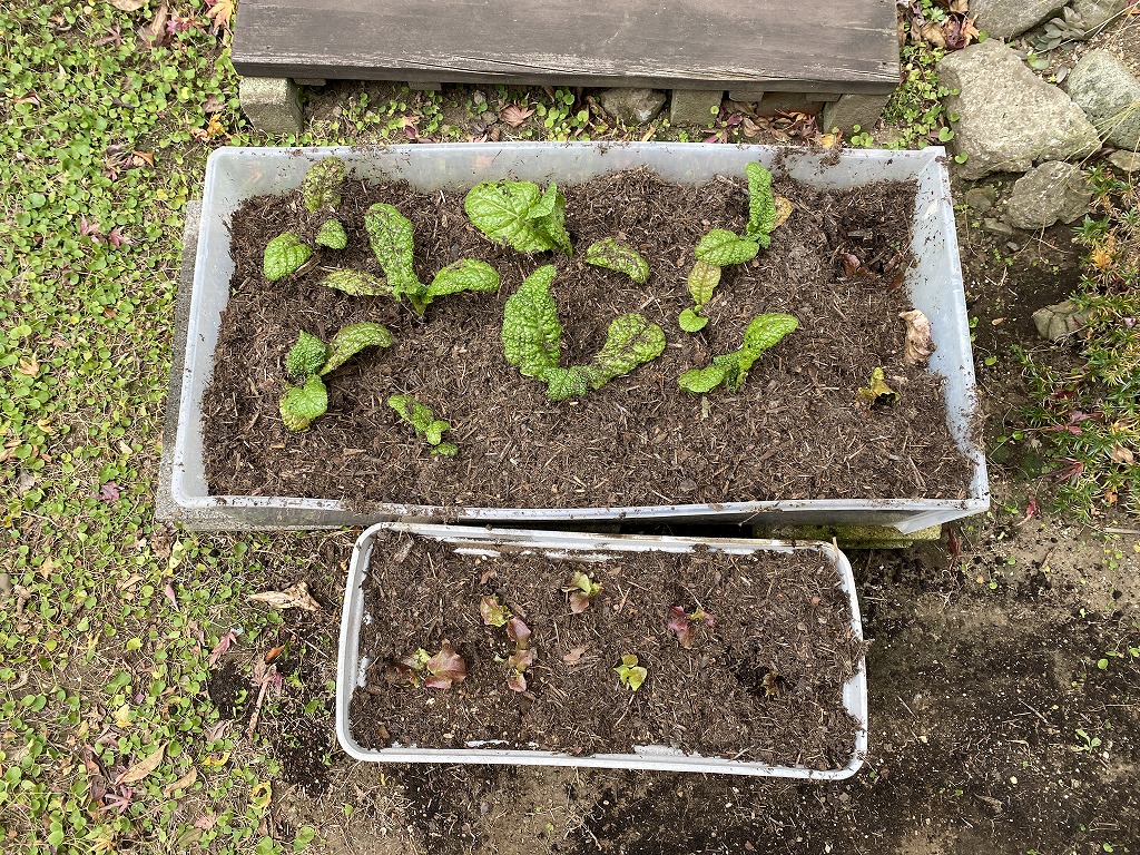 鎌倉日和のブログ 【家庭菜園ｰサニーレタスなど】