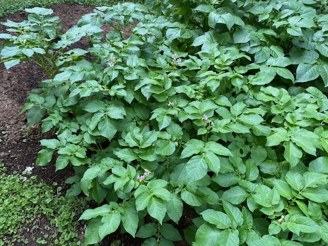 鎌倉日和のブログ 【家庭菜園ｰ１１５ジャガイモ④】
