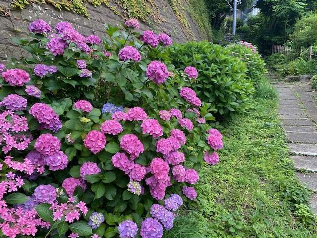 鎌倉日和【あじさい】