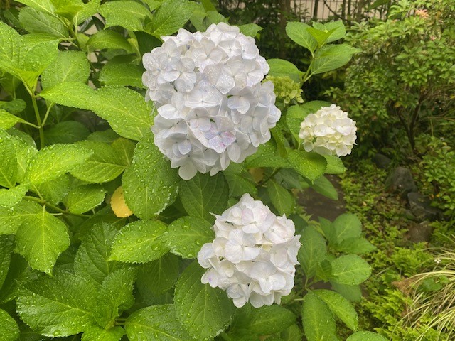 鎌倉日和【あじさい②】