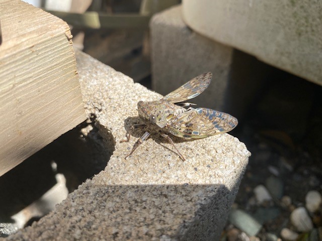 鎌倉日和【ニイニイゼミ】