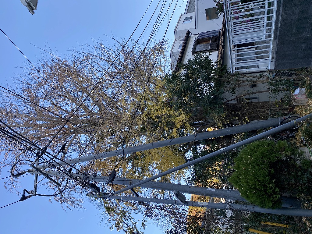 鎌倉日和【北鎌倉の銀杏(ぎんなん)爆弾？】