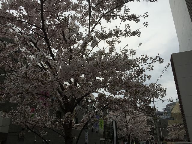 鎌倉日和のブログ　【庭の花】