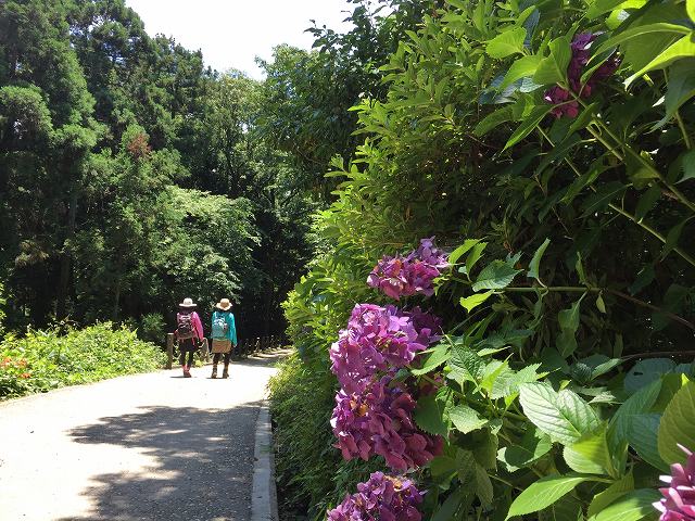 鎌倉日和のブログ　【鎌倉駅から源氏山公園への道】