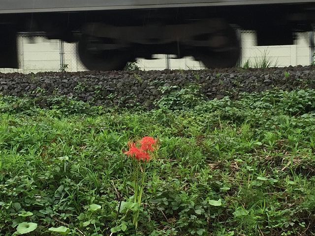 鎌倉日和のブログ 【彼岸花】