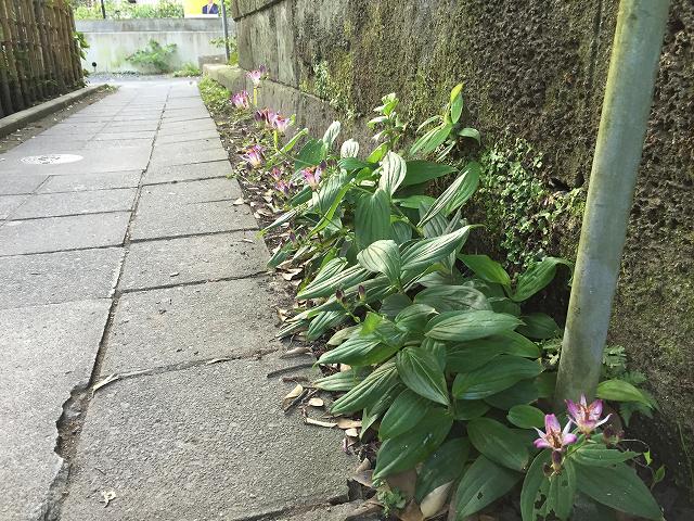 鎌倉日和のブログ 【ホトトギス】