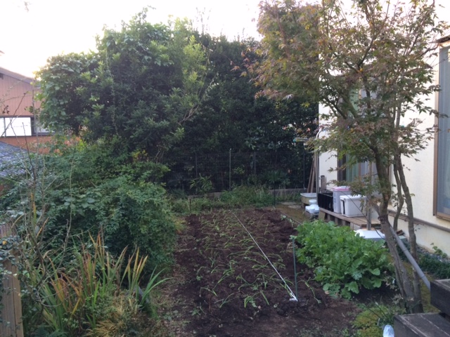 鎌倉日和のブログ 【家庭菜園】