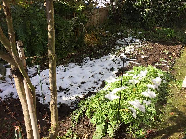 鎌倉日和のブログ 【家庭菜園ｰ２】