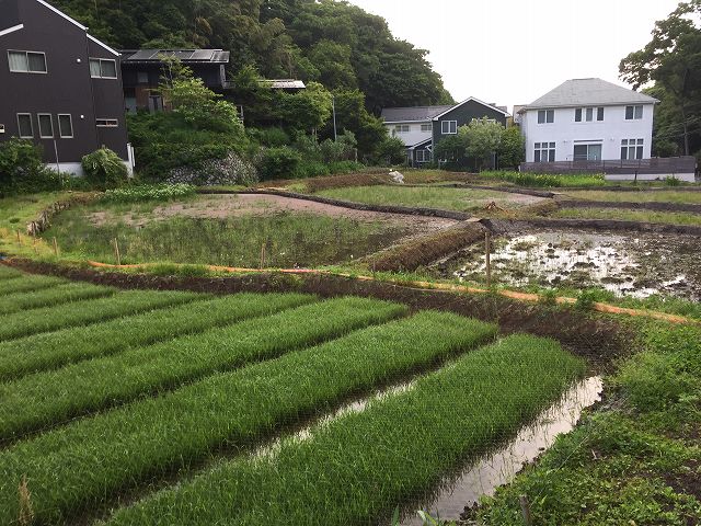 鎌倉日和【田植え】