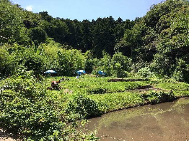 鎌倉日和【北鎌倉・ホタルの里】