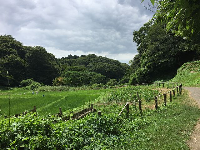 鎌倉日和【日本の夏】