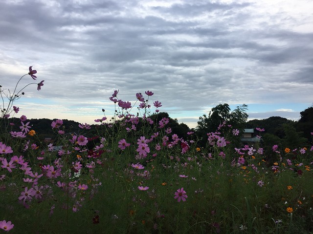 鎌倉日和【秋桜】