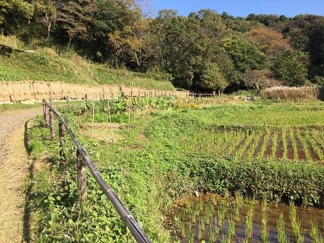 鎌倉日和【鎌倉・秋景色①】