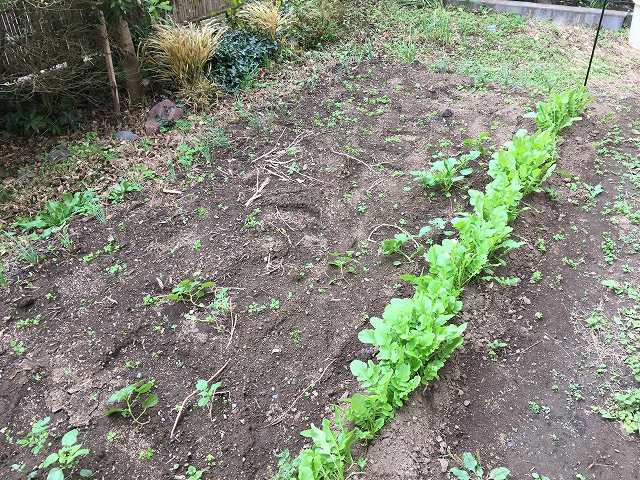 鎌倉日和のブログ 【家庭菜園ｰ３０】