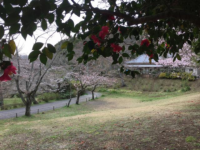 鎌倉日和【お花見】