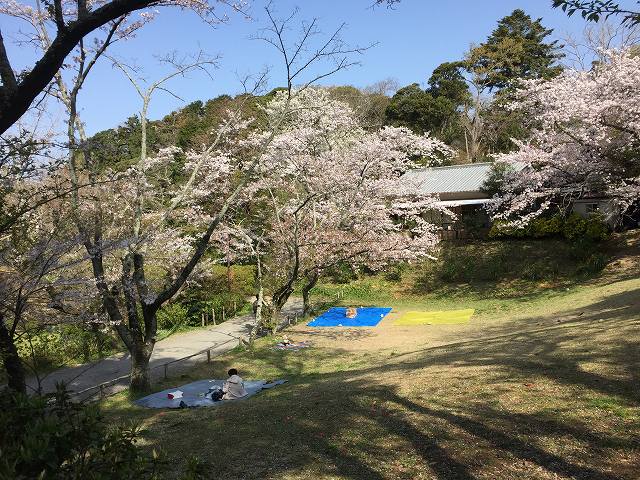 鎌倉日和【お花見】