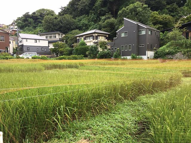 鎌倉日和【北鎌倉の田んぼ⑤】