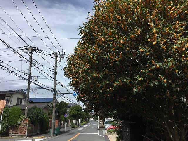 鎌倉日和【キンモクセイ】