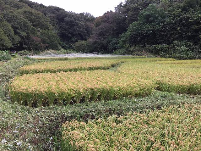 鎌倉日和【鎌倉中央公園の田んぼ】