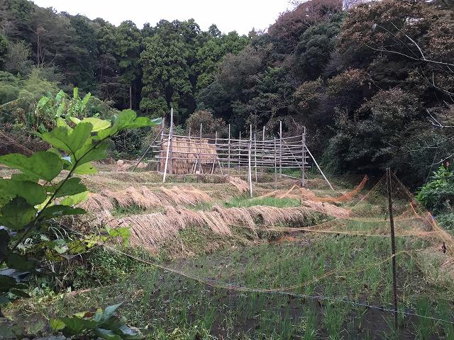 鎌倉日和【北鎌倉の田んぼ】