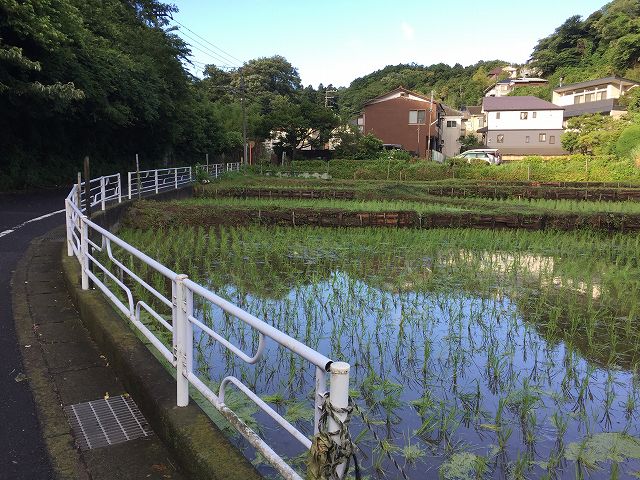 鎌倉日和【北鎌倉の田んぼ】