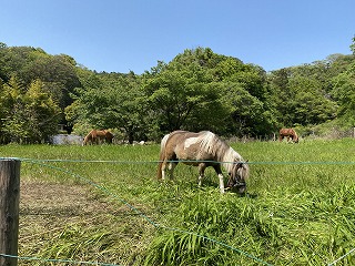 鎌倉日和【鎌倉の牧場】