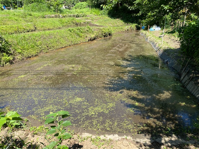 鎌倉日和【北鎌倉の蛍】