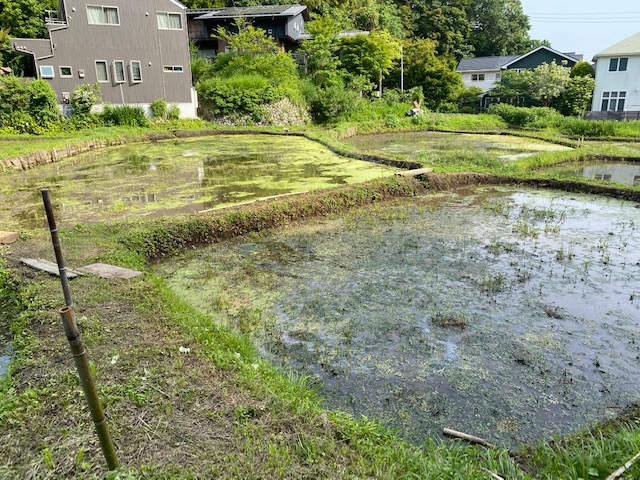 鎌倉日和【北鎌倉の田んぼ】