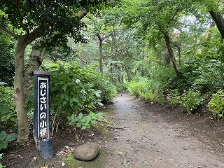 鎌倉日和【アジサイの小道】