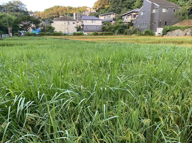 鎌倉日和【北鎌倉の田んぼ③】